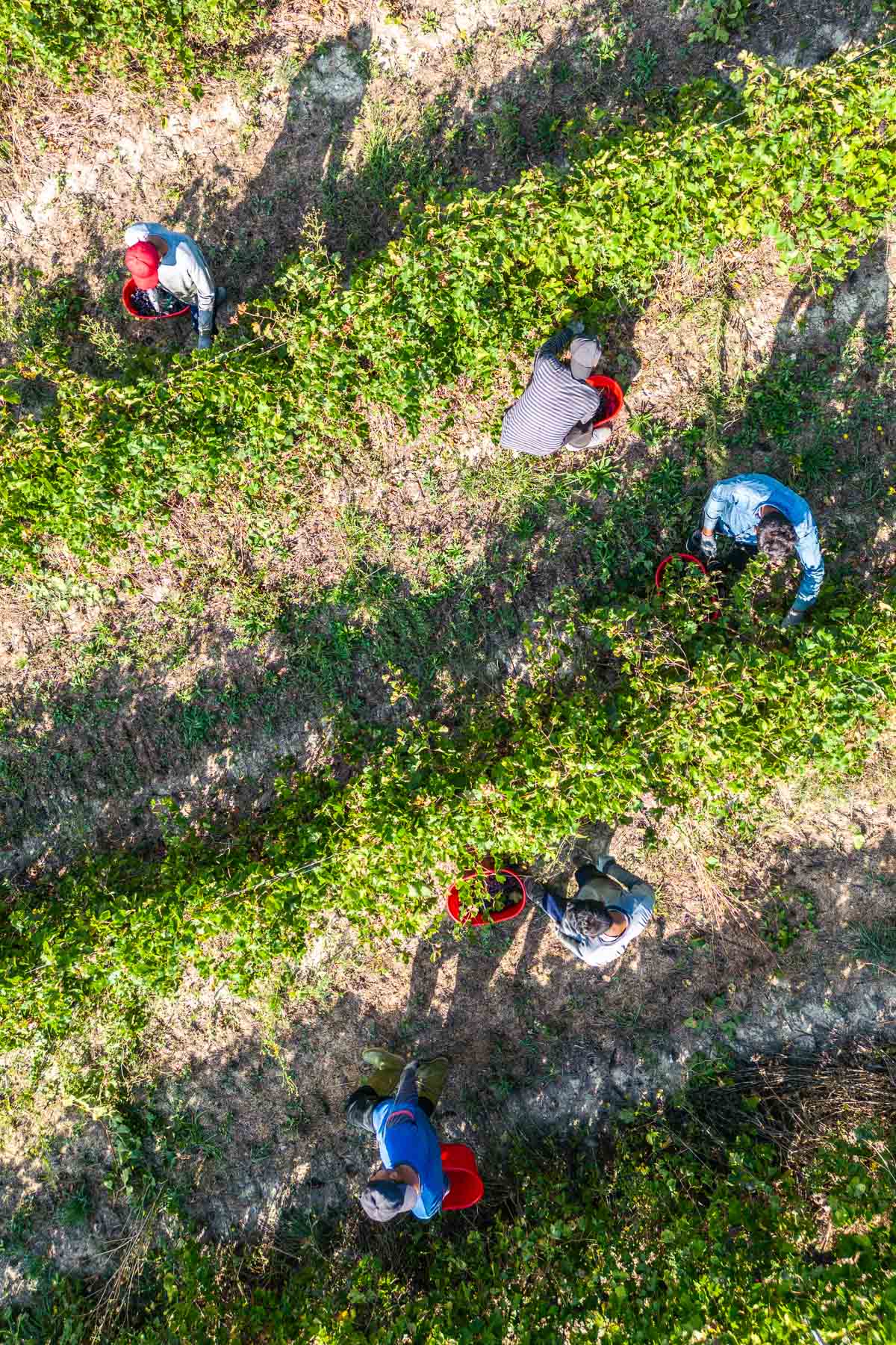fotografia aerea con drone di operai in vigna al lavoro durante la vendemmia