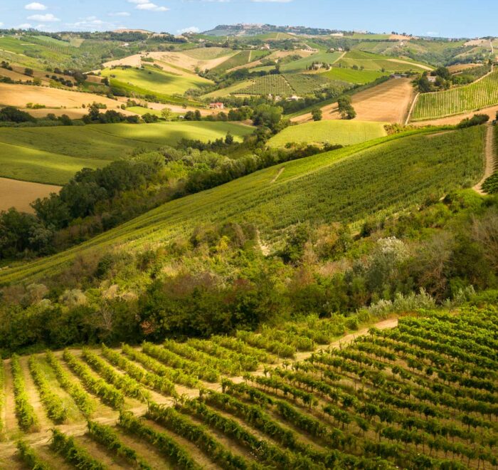 Foto aerea con drone di colline marchigiane con filari di vigna